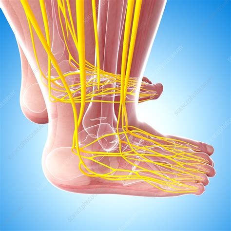 Human Foot Nervous System Artwork Stock Image F0074188 Science