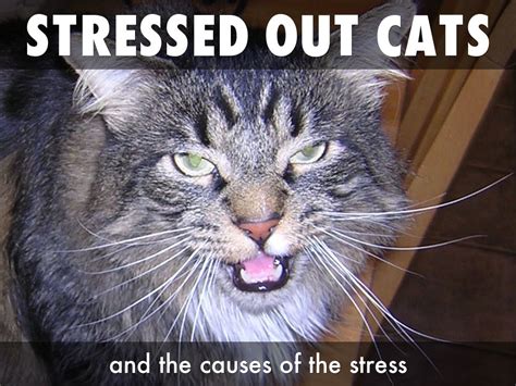 Stressed Out Cats By Jessicalostaunau