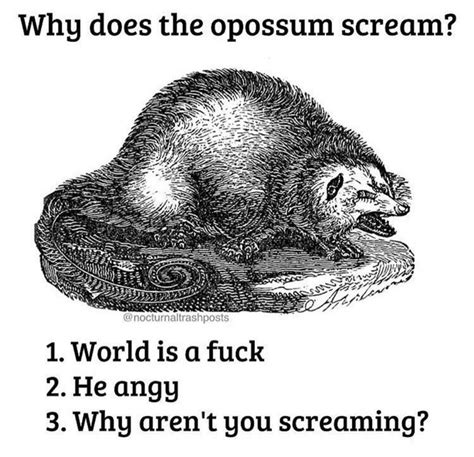 The Opossum Has A Right To Scream Meme Guy