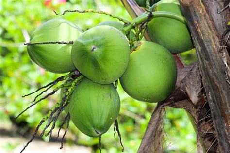 How To Grow Coconut From Seed At Home Germination Process Soil And
