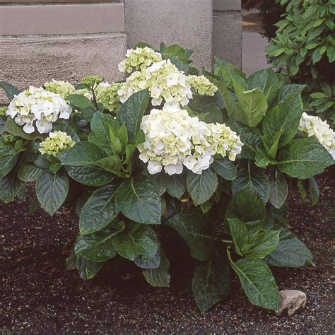 11 In White Hydrangea Plant 17412 The Home Depot