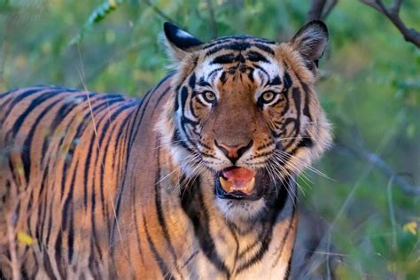 Best Time To Visit Bandhavgarh National Park Madhya Pradesh