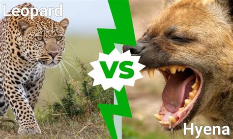 Leopard Vs Hyena Who Would Win In A Fight Imp World