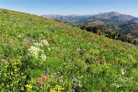 Wildflowers On Mountainside Photograph By Mike Cavaroc Fine Art America