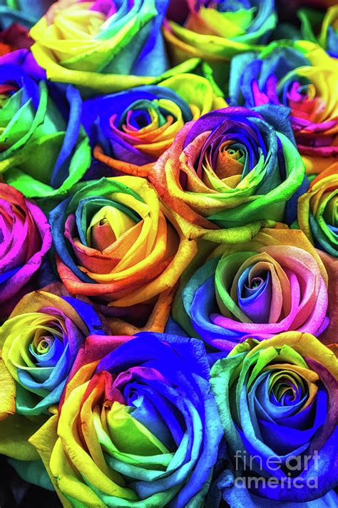 Rainbow Colored Roses Photograph By Aaron Choi Pixels