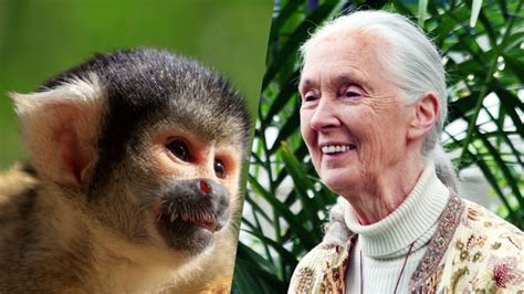 Primatologist Jane Goodall Facilitated The Fdas First Release Of