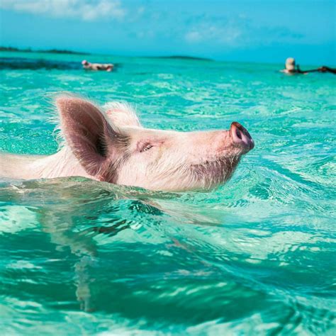 Swim With Pigs When You Book A Villa At This Bahamas Resort Abc News