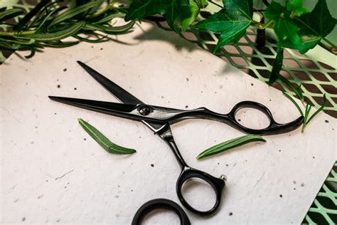 Everything You Need To Know About Leaf Scissors Salons Direct