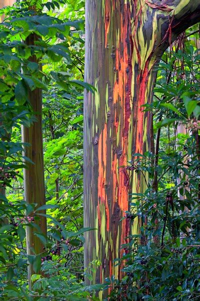 Happier Circumstance Rainbow Eucalyptus Tree