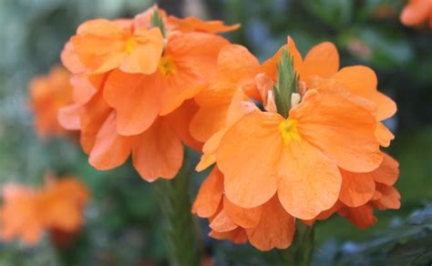 Crossandra ‘orange Marmalade Flowers Cactus And