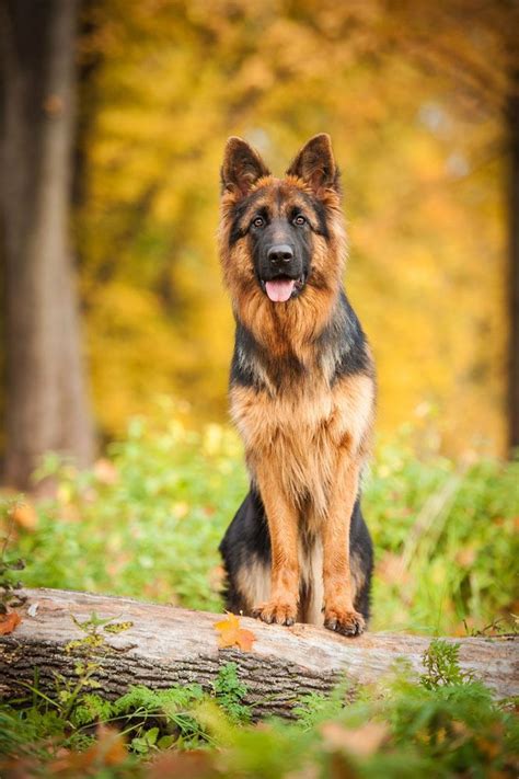 How many puppies do german shepherds have? German Shepherd Names Your Male Or Female Will Love