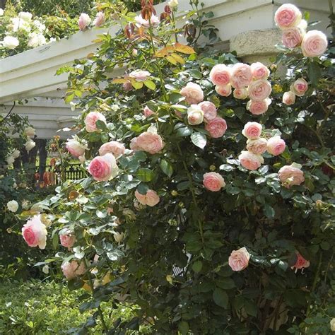 Pink Roses Are Blooming On The Bush In Front Of A House And Garden Area