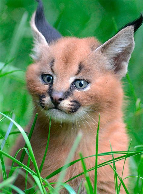 These Baby Caracal Kittens Are Ridiculously Cute Lifestyle Blog Reveal