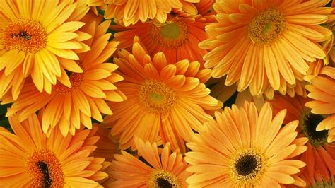 Hd Orange Flowers Wallpapers Download Free 793915