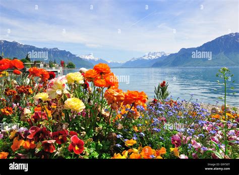 Summer View Of Blooming Flowers In Geneva Lake Switzerland Stock Photo