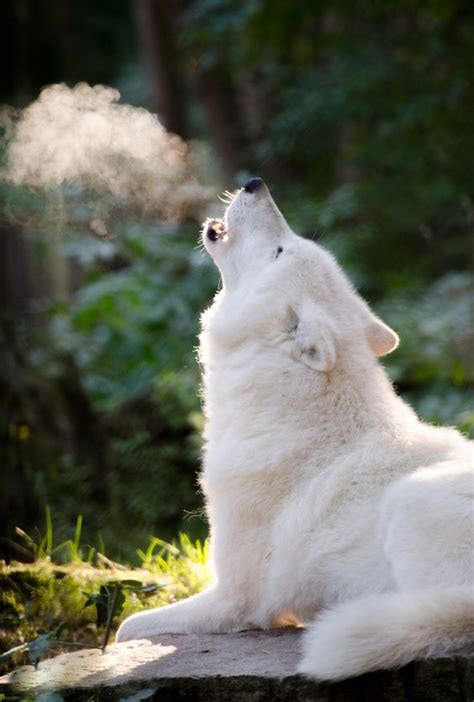 Wolves Howling Wolf Dog Wolf Photography Beautiful Wolves