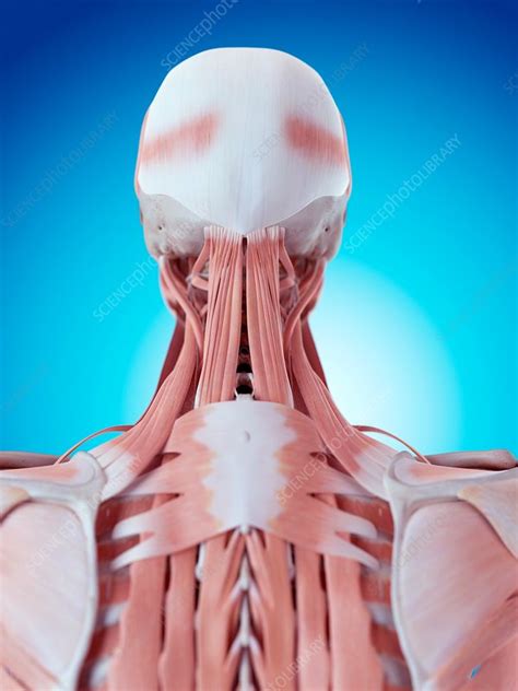 Back Of Neck Anatomy Human Neck And Back Anatomy Photograph By