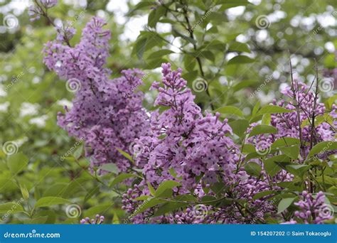 Spring And Blooming Lilacs In My Garden Stock Photo Image Of Blooming
