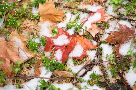 Winter Snow And Autumn Leaves Free Stock Photo By 2happy On