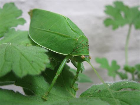 Leaf Bug In A Beaded Doekie Plant Leaves Natures Miracle Leaves