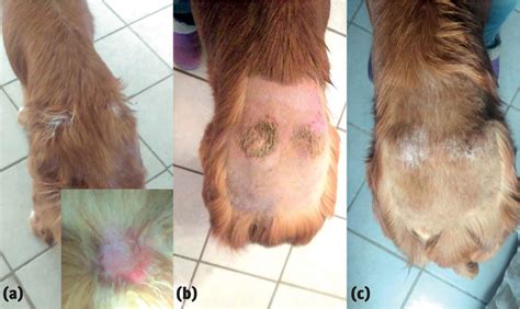 Is Puppy Pyoderma Contagious To Humans