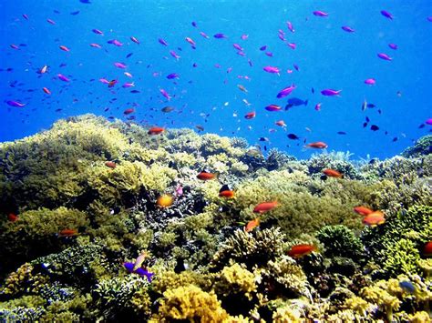 Gambar laut, underwater, sea photos, foto di dalam laut, penyelaman, kedalaman laut, dunia bawah air. Paling Keren 28+ Wallpaper Alam Bawah Laut - Joen Wallpaper