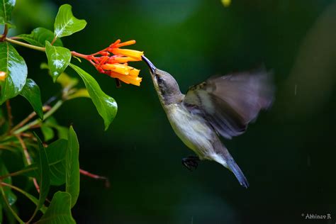 How to Photograph Sunbird in Flight | PhotoValiant