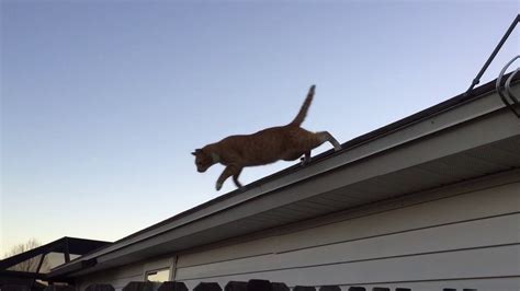 Cat Jumps Off Roof Youtube