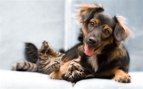 Dog And Cat Wallpapers Wallpaper Cave