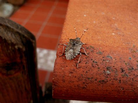 How To Keep Stink Bugs Away From Your Home Kapturepest