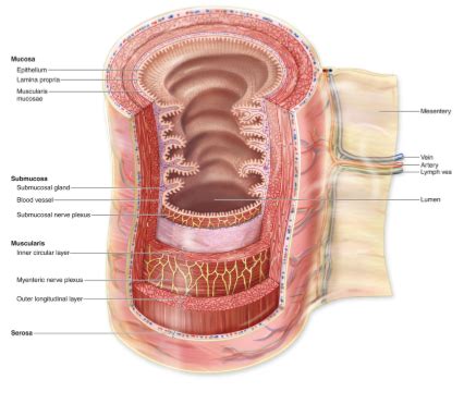 Layers Of Esophageal Diagram Quizlet