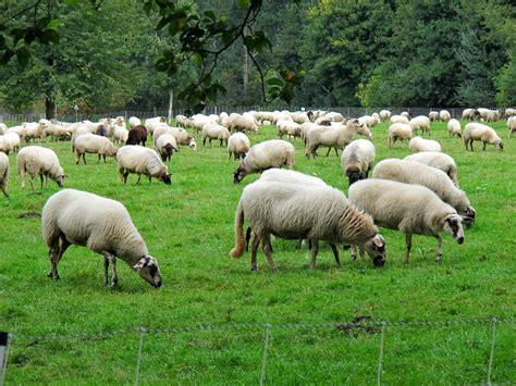 Biebkriebels Flock Of Sheep
