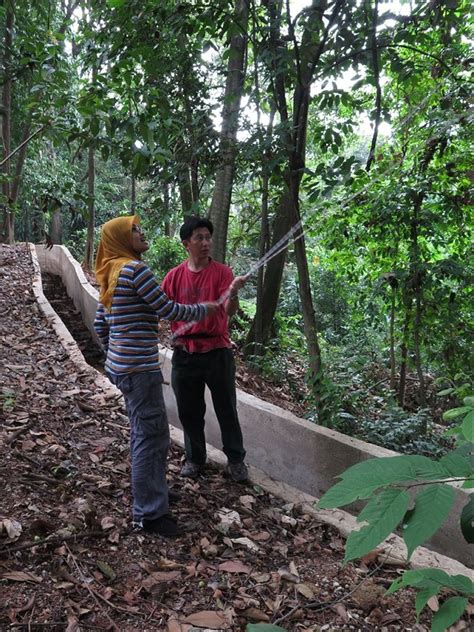 Kl forest eco park a.k.a bukit nanas forest reserve. FRIM, DBKL record Bukit Nanas plant species - Forest ...