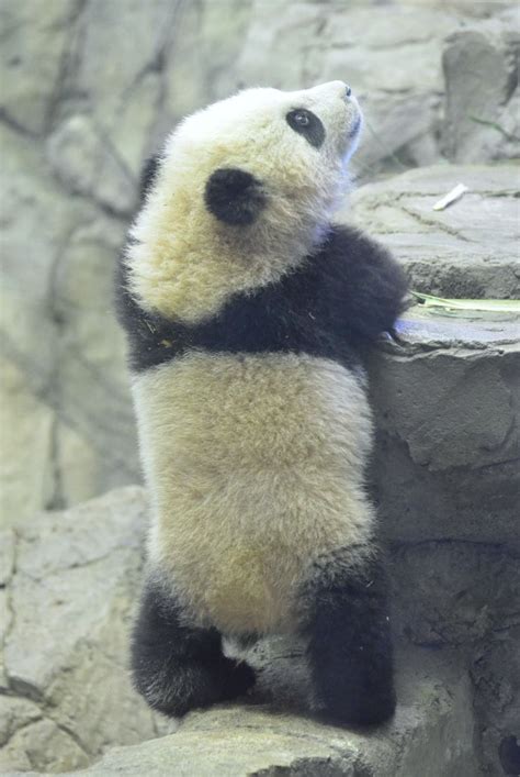 Bao Bao At The National Zoo In Washington Dc On January 30 2014