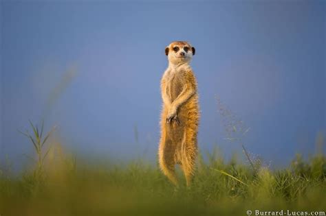 Meerkat Makgadikgadi Pans Botswana By Burrard Lucas Photography