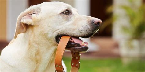 Best Dog Collar To Prevent Matting Top 8 Picks