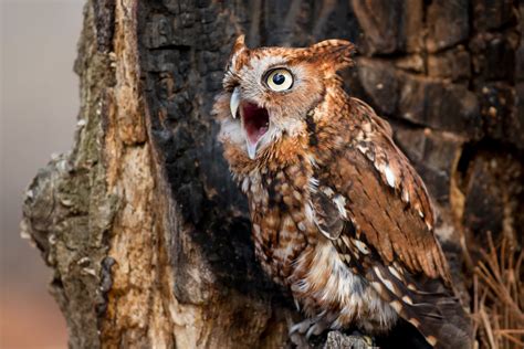 #megascops asio #megascops #eastern screech owl #screech owl #aves #bird #ornithology #strigiformes #strigidae #animal #animalia #wildlife #cute #aww #nocturnal #zoology #wildlife biology. Calling Screech Owl | Shutterbug