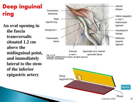 Ppt The Abdominal Wall And Inguinal Region Powerpoint Presentation