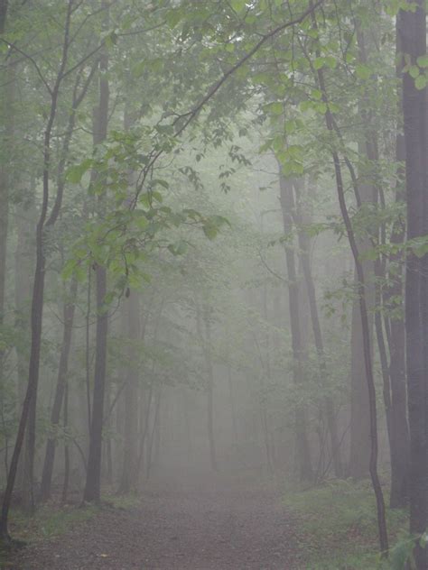 Free Images Tree Nature Forest Branch Mountain Snow Fog Mist
