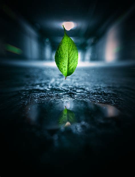 Free Images Green Leaves Water Nature Leaf Reflection