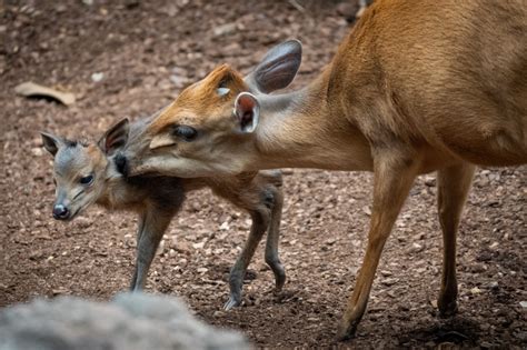 An Antelope That Can Solely Be Seen At Bioparc Valencia Is Born In