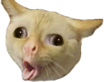 Coughing Cat Meme Sticker By Bizkitbones Ubicaciondepersonas Cdmx Gob Mx