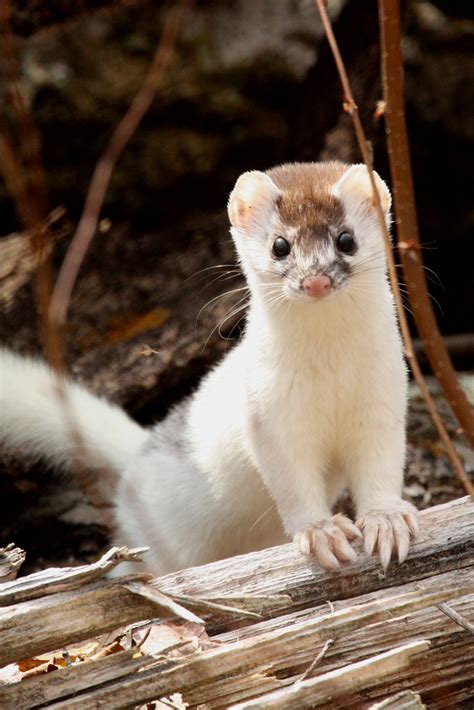 Short Tailed Weasel Mustela Erminea The Short Tailed