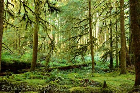 Temperate Rain Forest Olympic Peninsula Washington State Usa