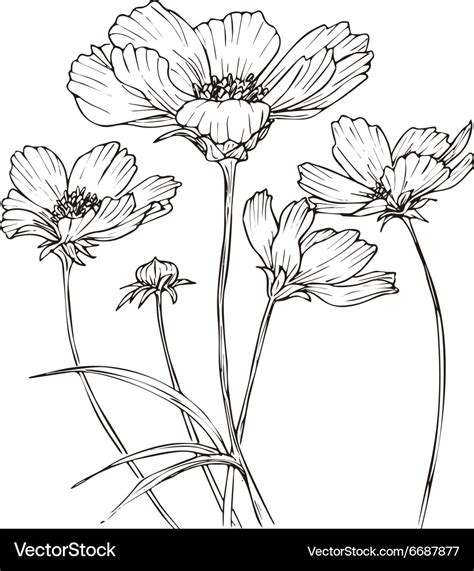 Hand Drawn With Cosmos Flowers Royalty Free Vector Image