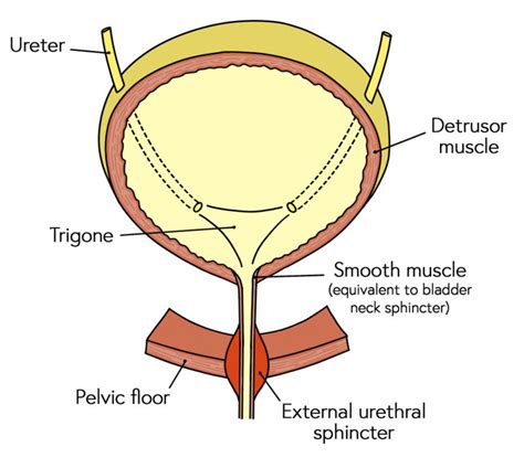 Internal Urethral Sphincter Female