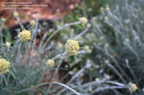 Plantfiles Pictures Helichrysum French Toast Plant Icicle Plant