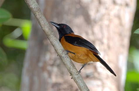 Hooded Pitohui The First Documented Poisonous Bird