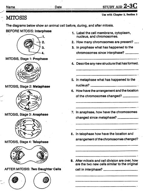 Meiosis Worksheet Answer Key Meiosis Is A Type Of Cell Division In