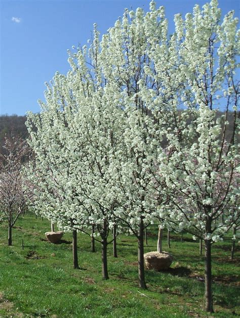 1600 x 1200 jpeg 465 кб. Flowering tree - Aristocrat Pear (Pyrus calleryana ...